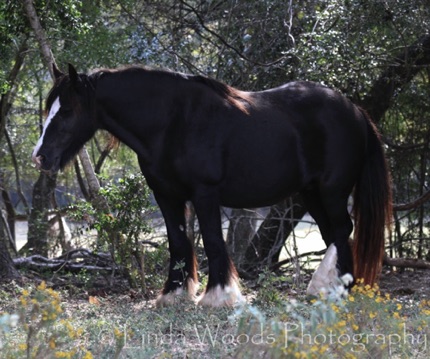 Isadora (Steel's Dam)